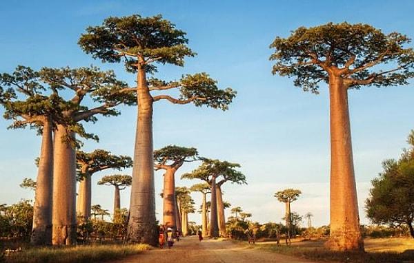 Madagaskar Hakkında Genel Bilgiler