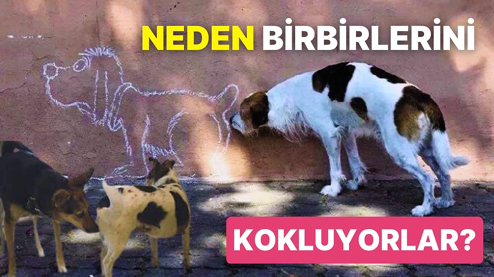 Köpekler Neden Birbirinin Poposunu Koklar?