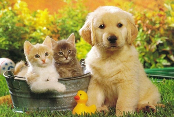 2. А какого питомца вы бы взяли себе?