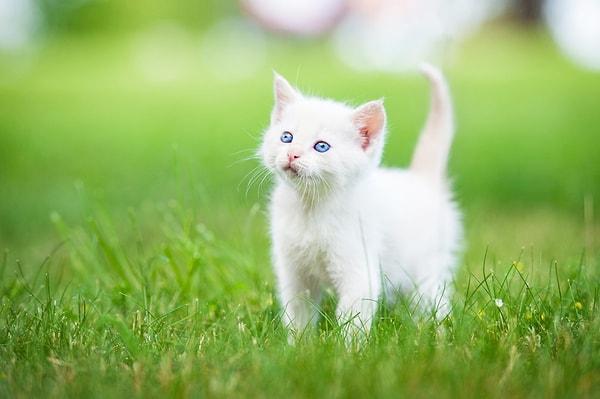 Rüyada Beyaz Yavru Kedi Görmek