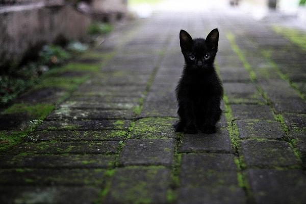 Rüyada Siyah Yavru Kedi Görmek