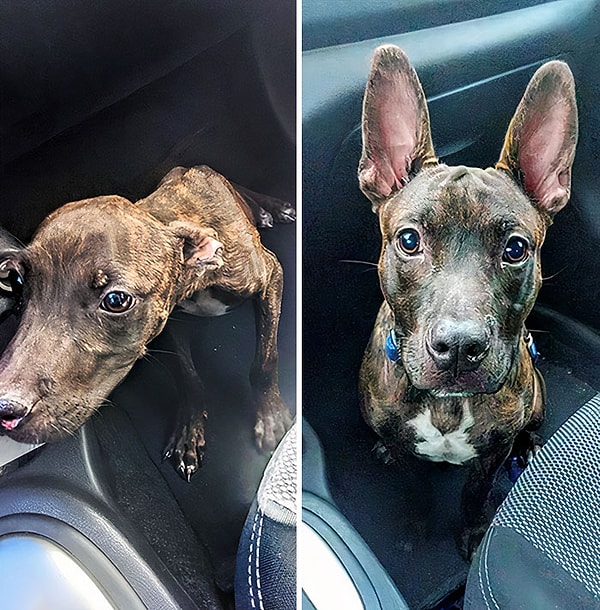 8. «Когда я нашел Фреда на обочине дороги, он был пугливым и невротичным. Месяц спустя он все такой же, но теперь еще и располненл»