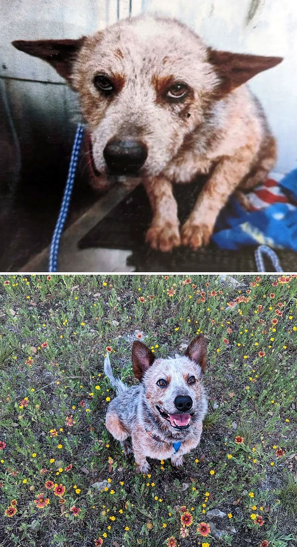 27. «Это Брискет. В первый раз, когда мы его увидели, у него была ужасная аллергия на блох и выпадение шерсти. Несмотря на это, мы все же отвезли его домой на следующий день после знакомства»