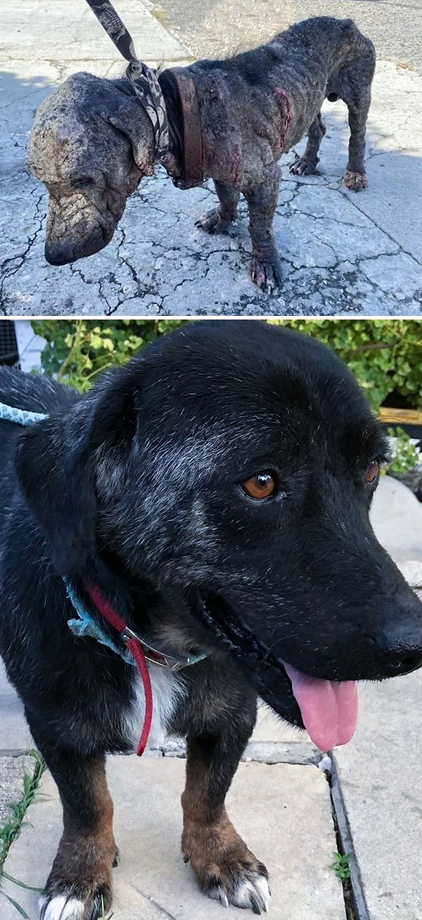 29. «Это Шеф. Его спасли возле KFC в Антигуа два года назад. Он наконец нашел постоянный дом в Калгари, Канада»