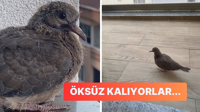 Balkonunuza ya da Pencerenizin Önüne Konan Yavru Bir Kuşu Neden İçeri Almamalısınız?