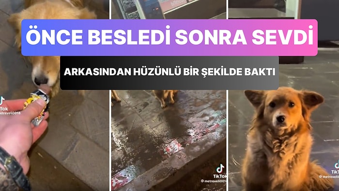 Kendisini Besleyip Seven ve Ardından da Giden Adamın Arkasından Hüzünlü Bir Şekilde Bakan Sokak Köpeği