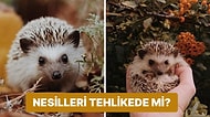Sevimlikleriyle İçimizi Isıtsa da Dikenleriyle Korku Saçan Kirpilere Neden Zarar Vermemeliyiz?