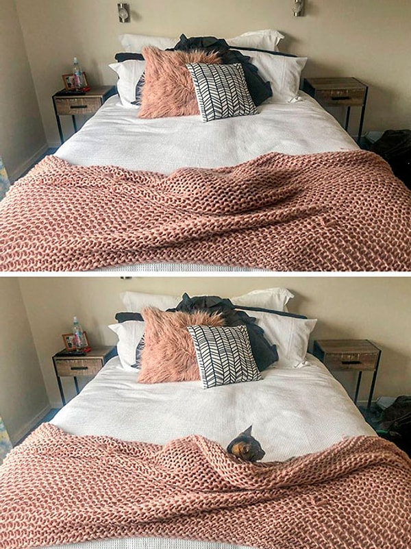 5. Ну и умеют же животные прятаться под пледами 😍