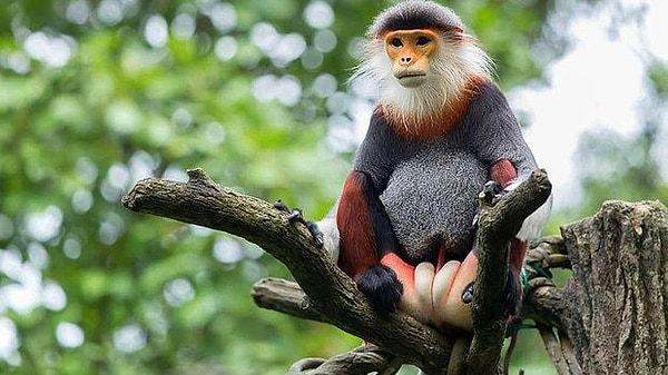 8. Primatlar doğum yaparken ellerini kullanırlar.
