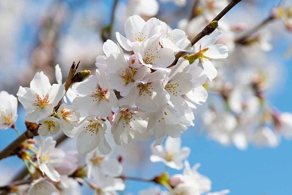 Ваша любимая пора года – весна! Мы правы?