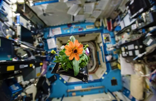 В 1980 году на космической станции "Салют-7" был выращен первый живой цветок.