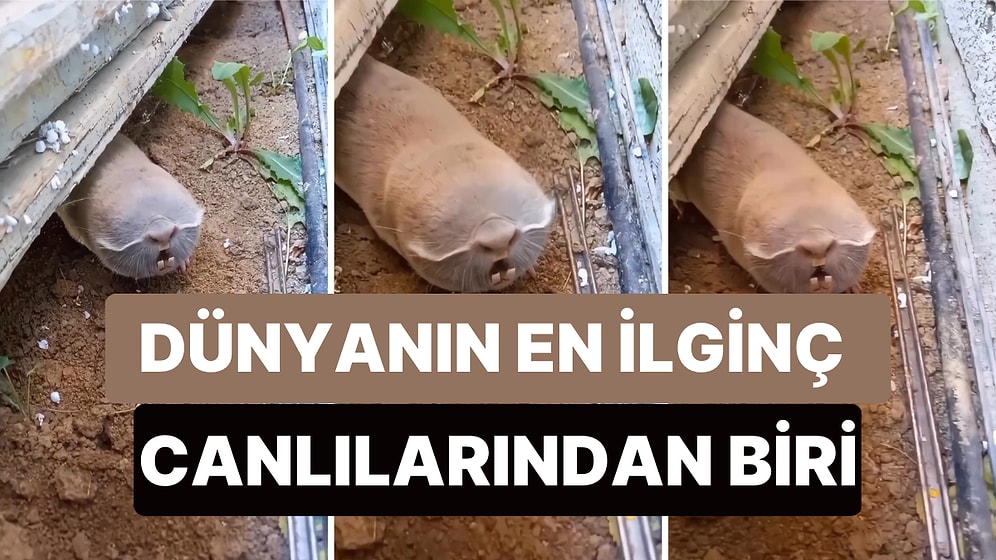 Bahçesinde Dünyanın En İlginç Hayvanlarından Biri Olan Kör Köstebekle Karşılaşan Adam