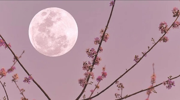 Наблюдение за затмением Цветочной Луны