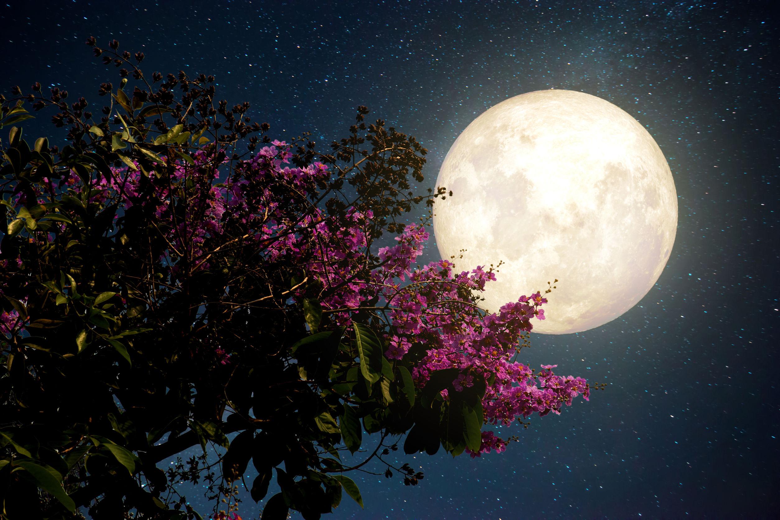 Ночь весны картинки красивые. Полнолуние. Красивая Луна. Ночь полнолуния. Сиреневая Луна.