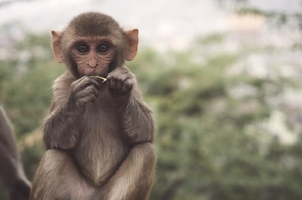 Ekipten bir botanik uzmanı bunun, geleneksel tıpta antibiyotik, iltihap önleyici ve parazit önleyici özellikleriyle iyi bilinen bir ağaç olan 'myroxylon peruiferum' adlı bir cabreúva türü olduğunu doğruladı.