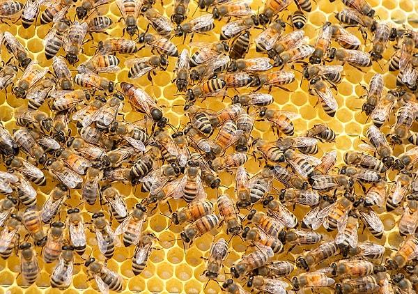 Dünyada yaklaşık 20.000 arı türü vardır ve bunlar muhtemelen en önemli böcek tozlayıcılarıdır.