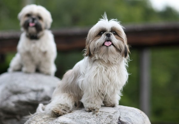 3. Выберите ши-тцу, глядя на которого, у вас тает сердце: