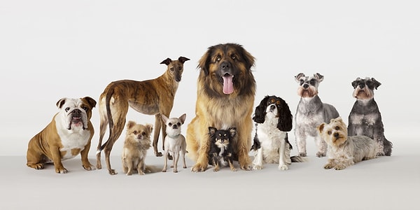 18. И, наконец, выберите самого милого песика: