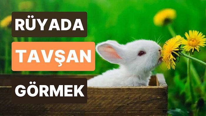 Rüyada Tavşan Görmek: Hayallerinize Kavuşmak Sizin İçin Çocuk Oyuncağı!