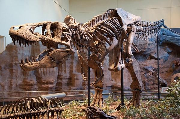 14. Meşhur dinozor türü T-Rex, kendi akrabalarından olan Stegosaurus'a kıyasla bizlere daha yakın yıllarda yaşadı!