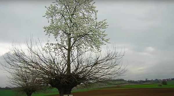 1. İtalya’da bir garip ağaç…