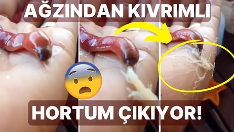 İnternette Paylaşılan Videosu ile Ürperti Yaratan Bi' Enteresan Canlı: Şerit Kurt (Nemertea)