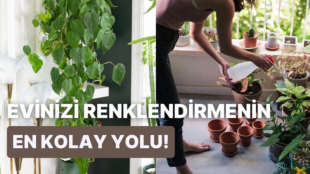 Yaşam Alanınızı Canlandıracak Güneş Işığına Çok Fazla İhtiyaç Duymayan Ev Bitkileri