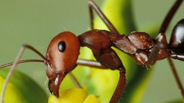 11. Boyutuna oranla en büyük beyne sahip hayvan karıncadır.