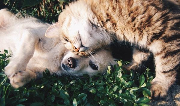 Köpekler kortekste ortalama 530 milyon nörona sahipken, kediler sadece 250 milyon nörona sahiptir; bu sayı köpeklerde bulunan miktarın neredeyse yarısı.
