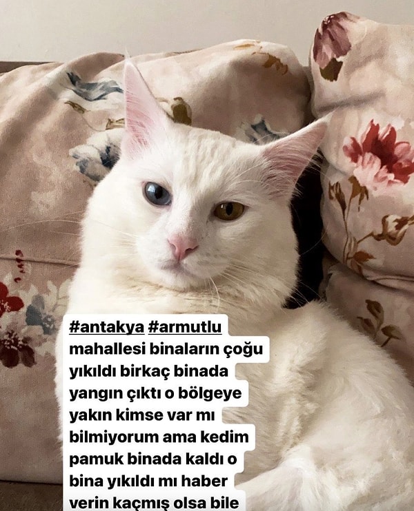 Hatay'ın Armutlu ilçesinde Pamuk isimli dünya tatlısı kedisini kaybeden kadın, sosyal medya üzerinden yardım istemişti ancak maalesef aylarca bir geri dönüş alamamıştı.