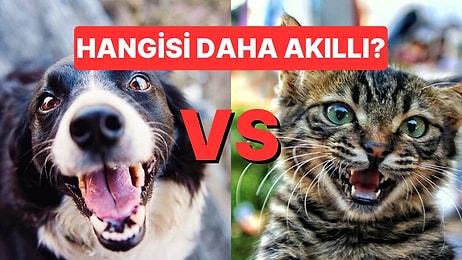 Patili Dostların Sevenlerini İkiye Böldürecek Bir Tartışma: Köpekler Kedilerden Daha mı Akıllı?