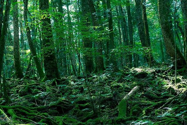 3. İntihar Ormanı olarak da bilinen Aokigahara Ormanı, Japonya'da Fuji Dağı yakınlarında bulunan bir orman. Huzuru ve sükuniyeti ile bilinir, ancak daha kötü bir nedenden dolayı da ün kazandı.