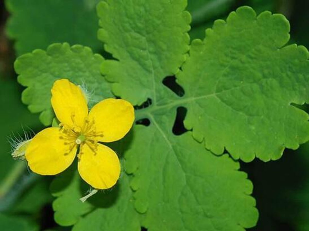 Kırlangıç otu nedir, faydaları nelerdir? - Onedio