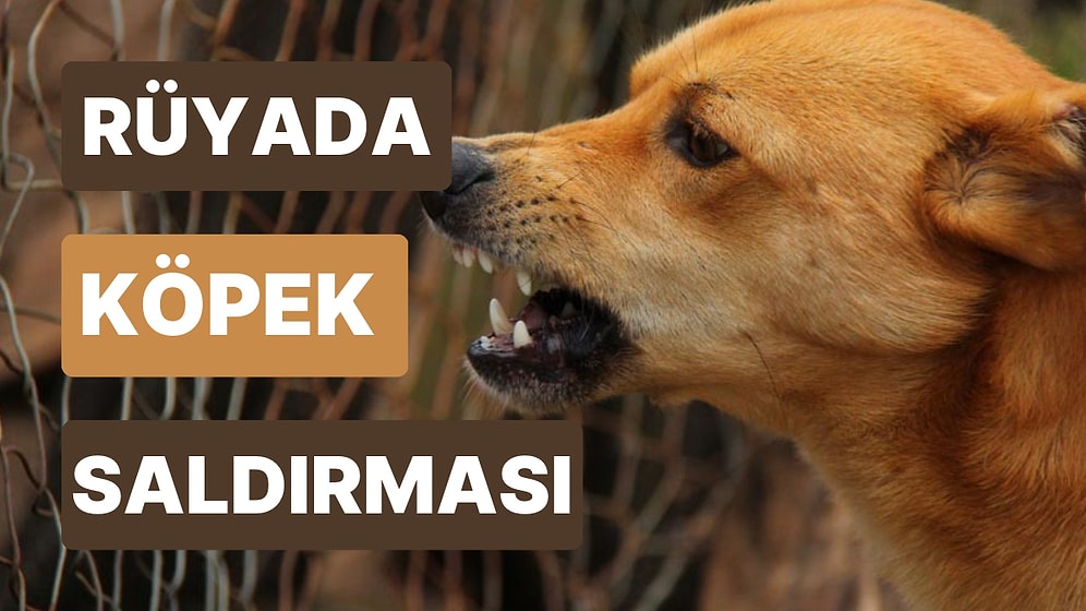 Rüyada Köpek Saldırması: Dostlarınızın Gerçek Yüzünü Acı Bir Şekilde Göreceksiniz!