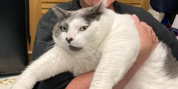 А вообще, Книга рекордов Гиннеса убрала категорию «самая тяжелая кошка» в 1998 году, чтобы люди не перекармливали своих питомцев только для того, чтобы появиться в их ежегодной книге рекордов