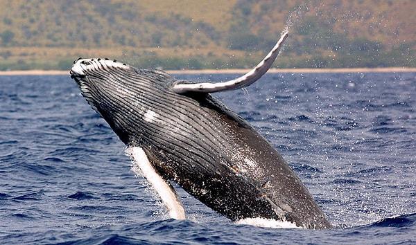 Balinalar Maori kabilesince kutsal olarak görülüyor.