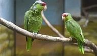 Исследование: попугаи, умеющие звонить друг другу по видеосвязи, менее склонны к одиночеству