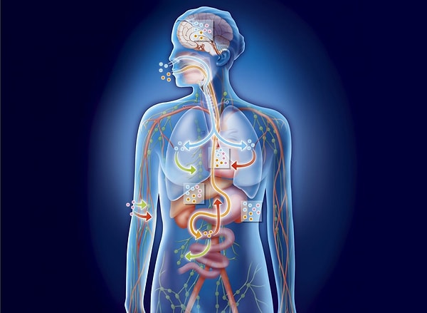 9. В какой именно части тела человека расположено нёбо?