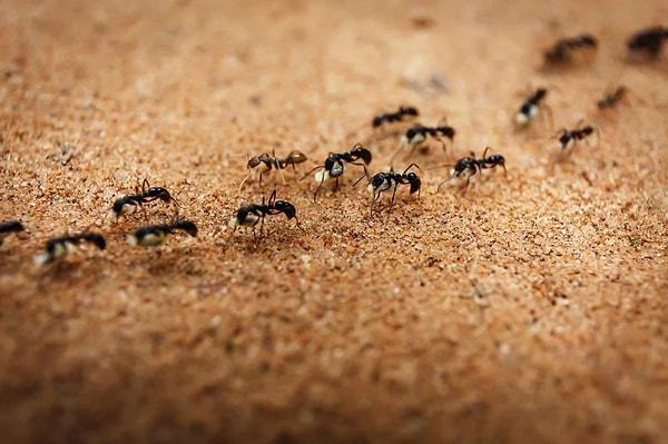 Karıncalar, salgıladıkları güçlü kimyasallar dışında dokunma ve ses yoluyla iletişim kurarlar. İletişim yoğunlukla, olası tehditler ve yemek bulmak için kullanılır.