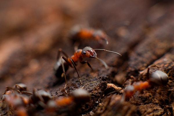 Yiyecek bulmak dışında koloniler arası savaşların olabildiği karınca dünyasında iletişim son derece mühimdir.