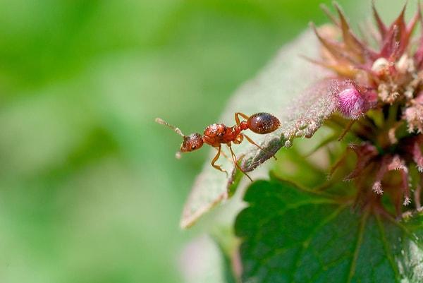 Karıncaların yaşam süresi türüne ve koşullara bağlı olarak değişebilir, ancak bazı türler 15 yıldan daha uzun yaşayabilir.