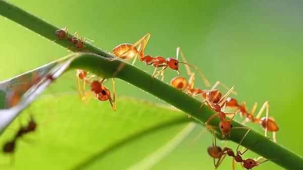 Bazı karınca türleri, vücutlarındaki kasların hızlı kasılması nedeniyle oldukça hızlı koşabilirler. Hatta bazı türler, vücut boyutlarına göre dünyanın en hızlı hayvanlarından biri olarak kabul ediliyor.