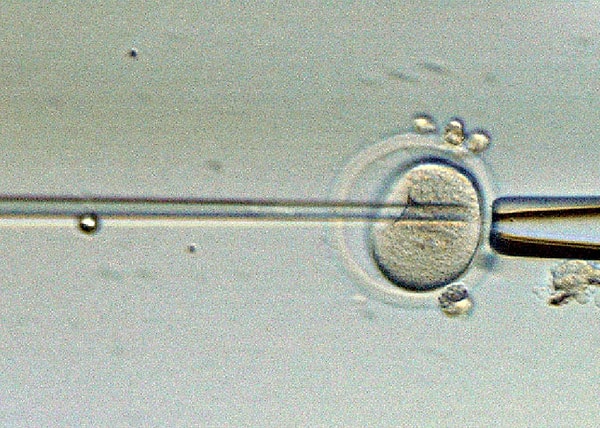 1994’te Neal First daha gelişmiş olan embriyo hücrelerinin klonlanmasını gerçekleştirildi.  Bu klonlamada en az 120 hücrelik bir buzağı embriyosu kullanıldı.