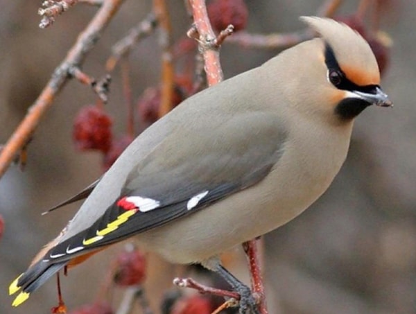 8. Что за птица изображена на фото?