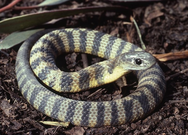 10. Doğu kaplan yılanı