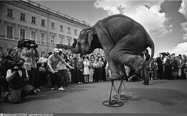 10. А еще полюбоваться слонами...