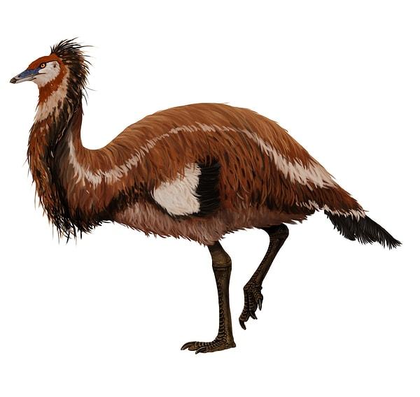 Fosilleşmiş bir kuşun ne kadar ağır olabileceğini söylemek çok zor olsa da genel boyutları hakkında bir şeyler söyleyebiliriz.