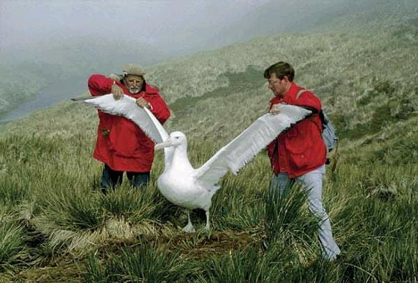 En büyük uçan kuş, kanat açıklığı 5 metreden fazla olan gezgin albatros'tur, ancak yaklaşık 12 kilo ağırlığındadır.