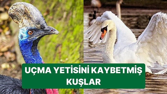 Kanatları Olmasına Rağmen Uçma Yetisini Kullanmayan Kuş Türleri