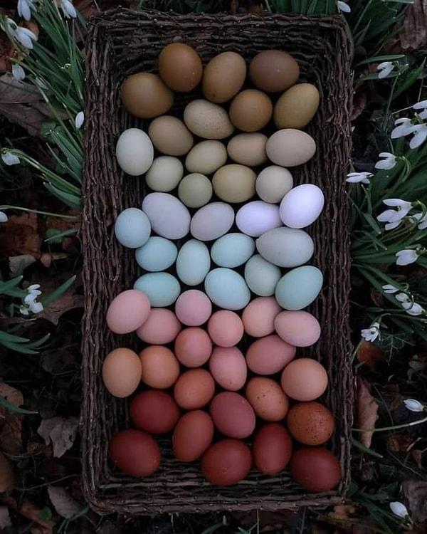 11. Tamamen doğal renkleriyle harika bir örüntü oluşturan yumurtalar...